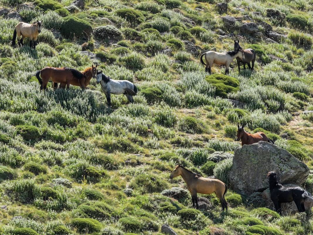Konya Ovası’na bakan zirvede yılkı atlarıyla büyüleyici manzara 11